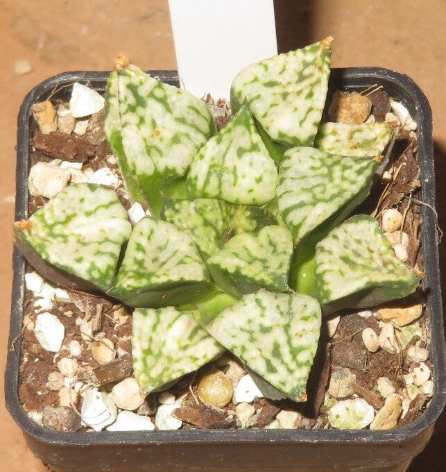 Haworthia picta Pandora