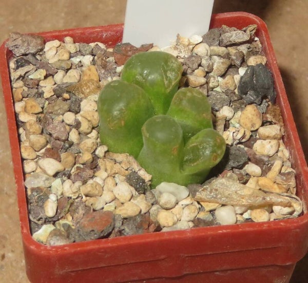 Conophytum pubescens