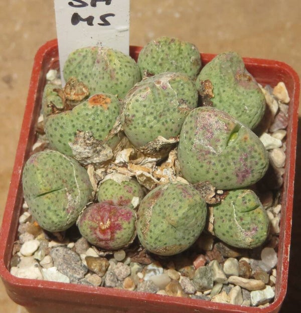 Conophytum taylorianum ssp. ernianum