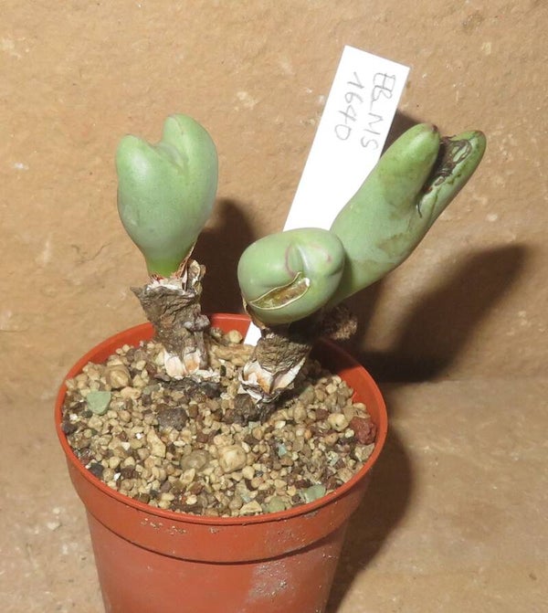 Conophytum frutescens monstrosa 'Rabbit Ears' ex Eret