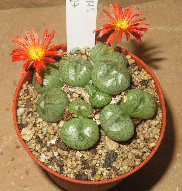 Conophytum x marnierianum hyb. aus Samen gezogen