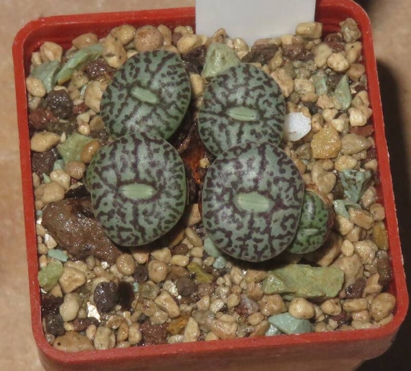 Conophytum minimum wittebergense RR714