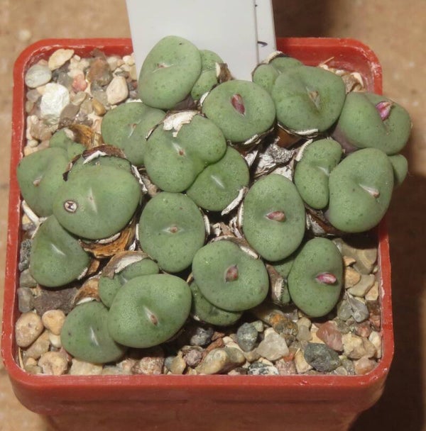 Conophytum minutum var. nudum
