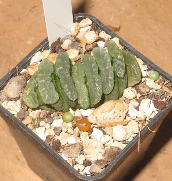 Haworthia truncata