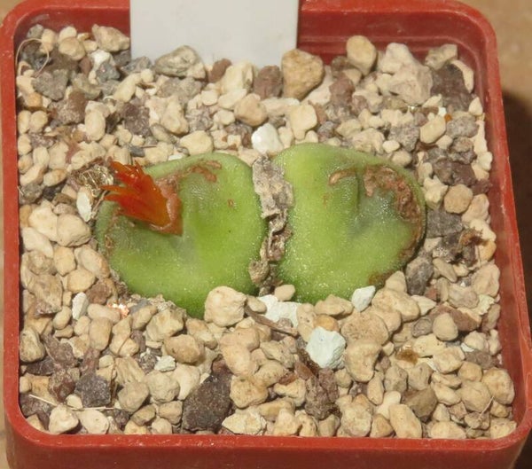 Conophytum phoeniceum SH1212