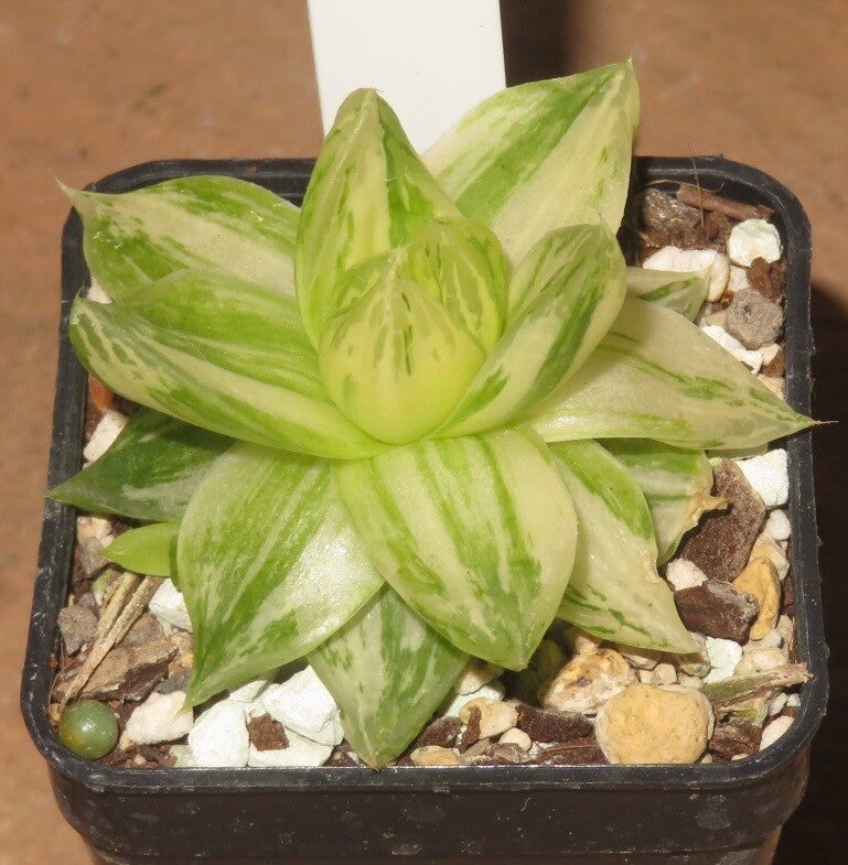 Haworthia cymbiformis variegata