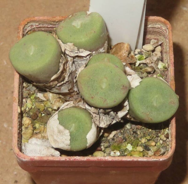 Conophytum bolusiae
