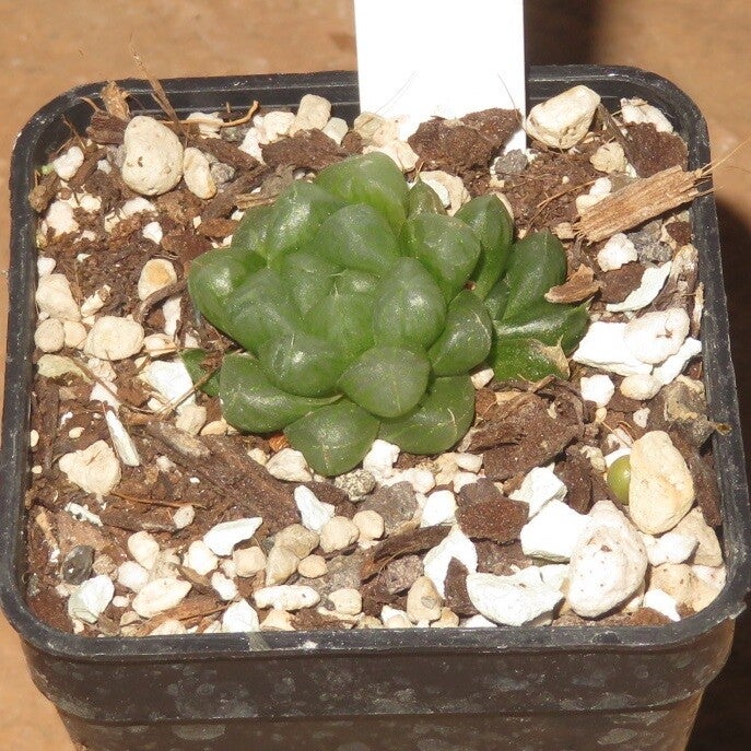 Haworthia cooperi v. truncaca