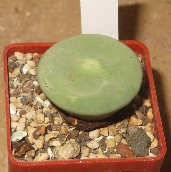 Conophytum pageae