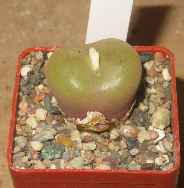 Conophytum concavum LAV2112