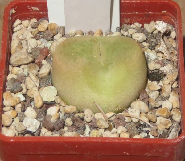 Conophytum maughanii ssp. maughanii