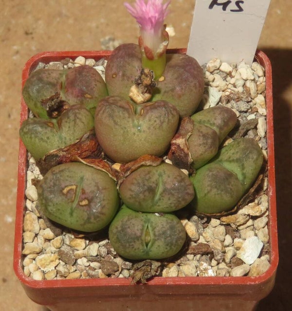 Conophytum maughanii X C. Minimum - aus Samen gezogen