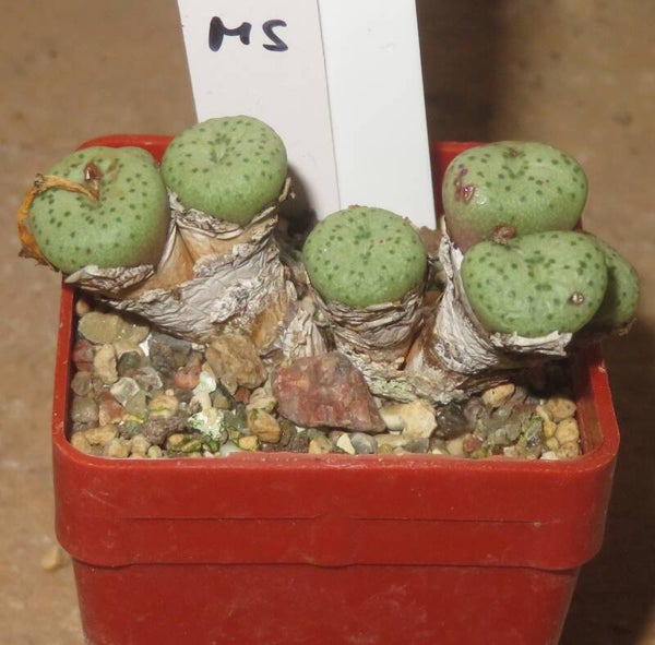 Conophytum fraternum Skimmelberg