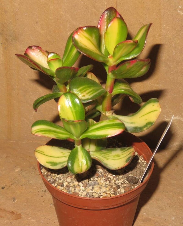 Crassula argentea cv Mikaeri Bijin variegata
