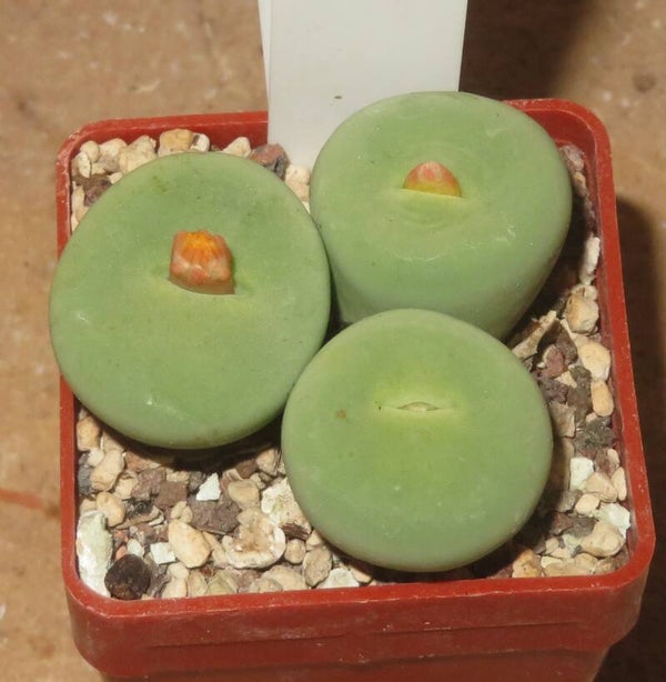 Conophytum pageae