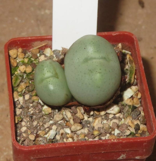 Conophytum globosum