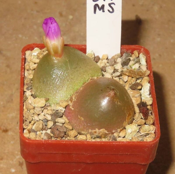 2x Conophytum burgeri SH409