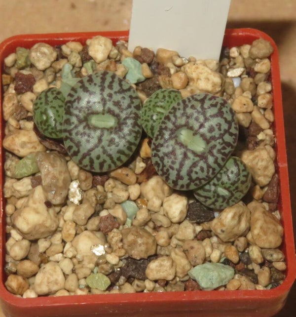 Conophytum minimum wittebergense RR714