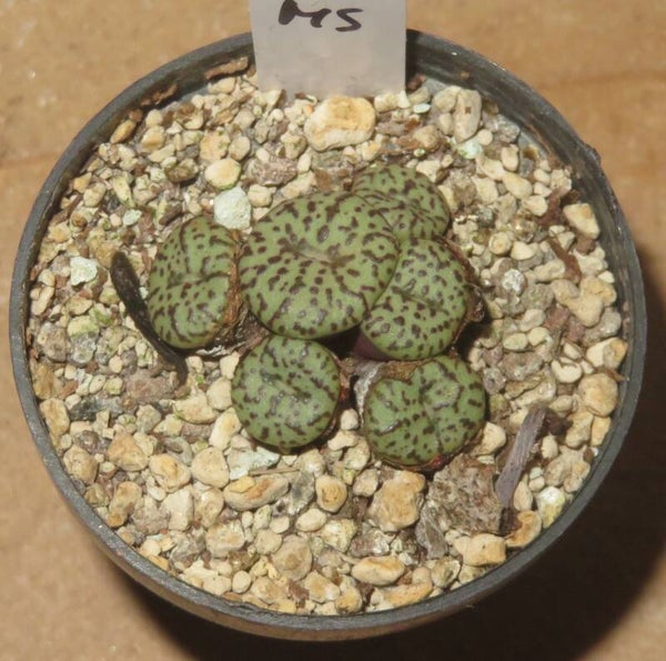 Conophytum obcordellum ursprungianum