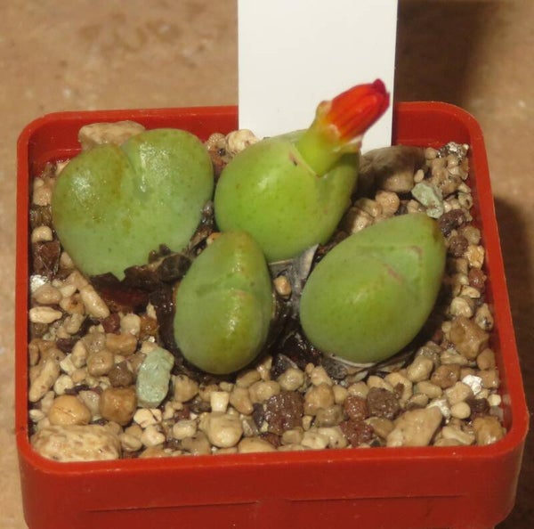 Conophytum cupreiflorum