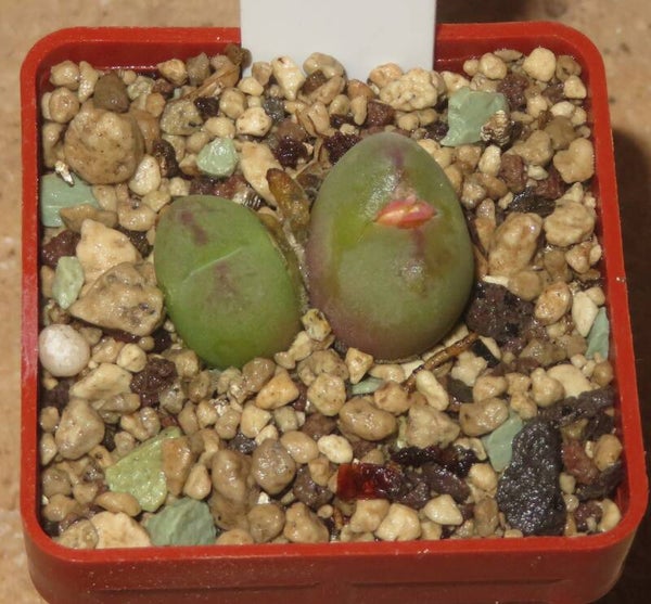 Conophytum maughanii X C. minimum Sämling