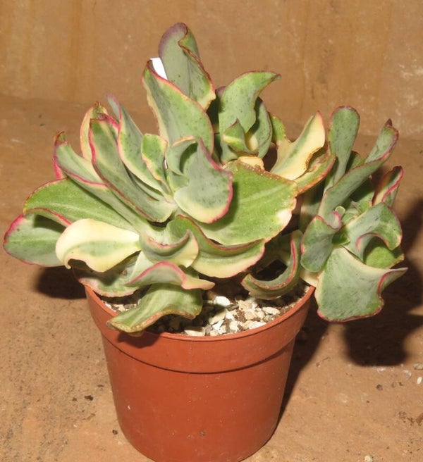 Crassula arborescens undulata variegata