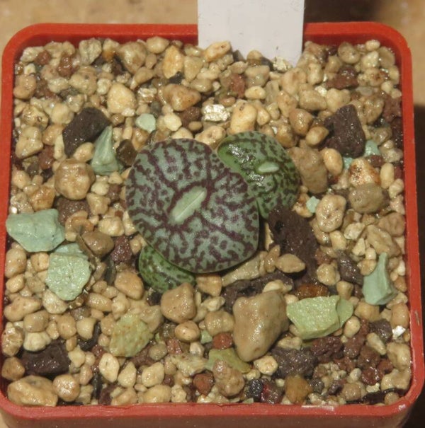 Conophytum minimum wittebergense RR714