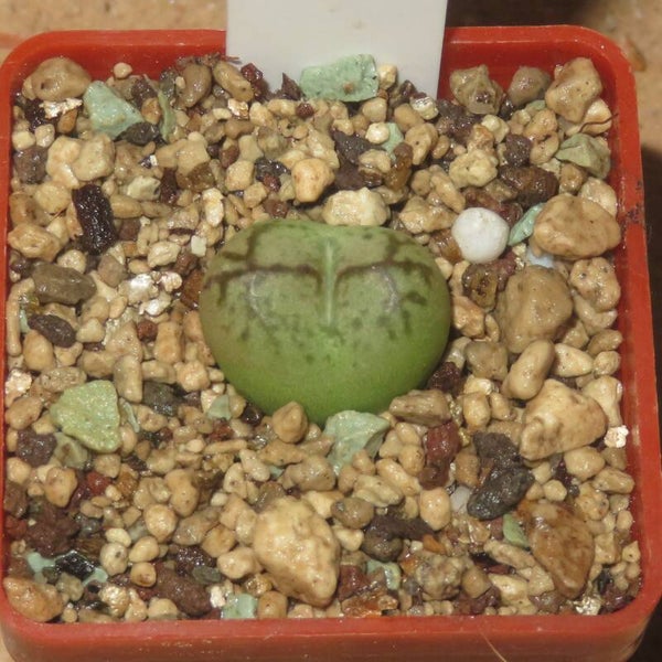 Conophytum maughanii X C. minimum Sämling