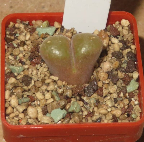 Conophytum verrucosum
