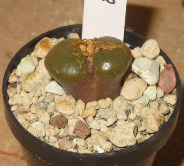 Conophytum friedrichiae