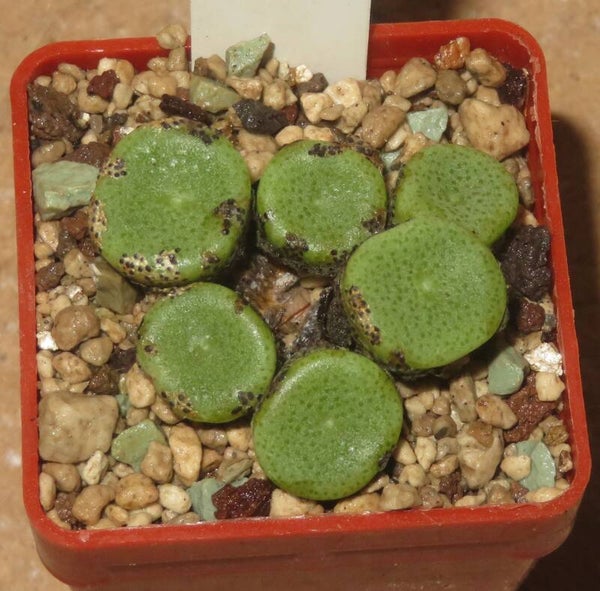 Conophytum ricardianum ssp. ricardianum White Flower
