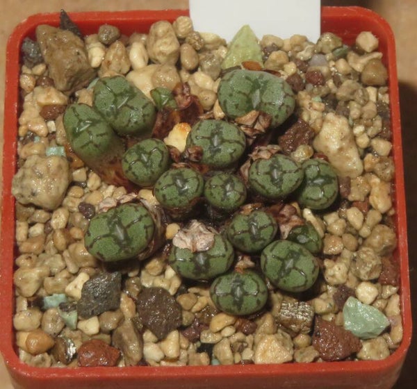 Conophytum luckhoffii Haarwegskloof