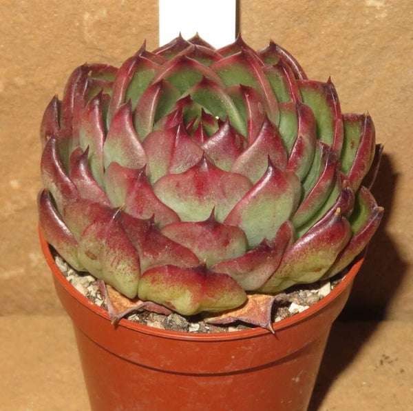 Echeveria cv Moon Stone - 2 Blätter / Blattstecklinge