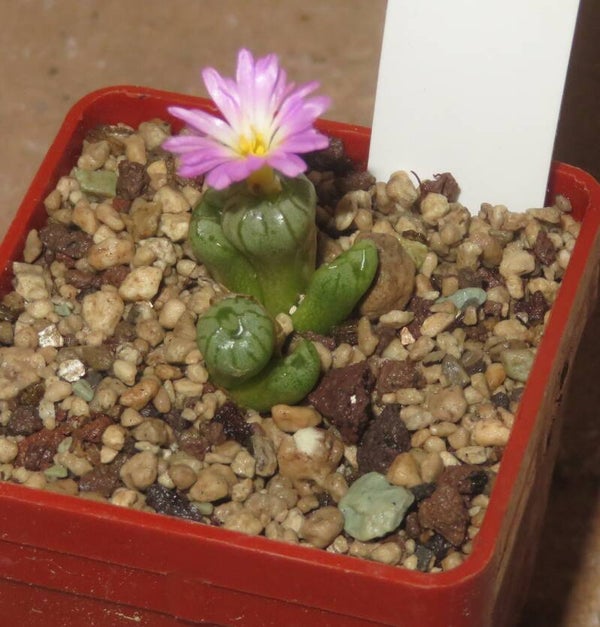 Conophytum ectypum form 2