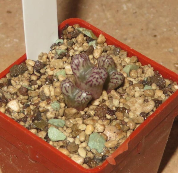 Conophytum luckhoffii