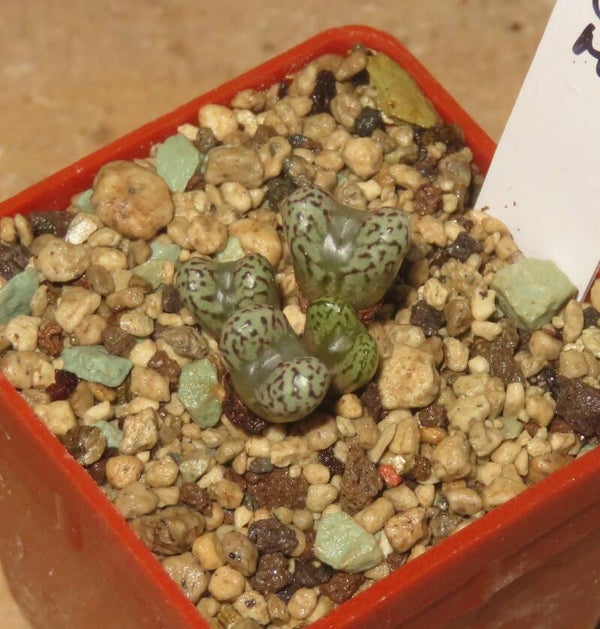 Conophytum luckhoffii