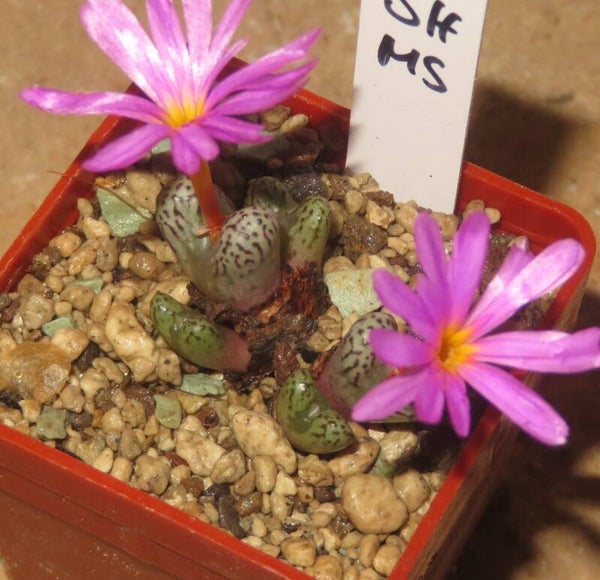 Conophytum luckhoffii