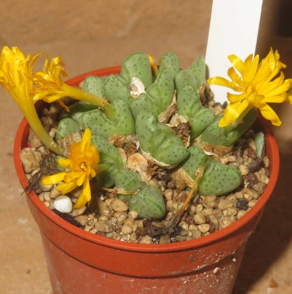 Conophytum tantillum subsp. amicorum