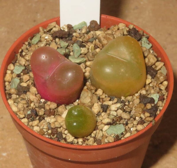 2x Conophytum maughanii ssp. maughanii