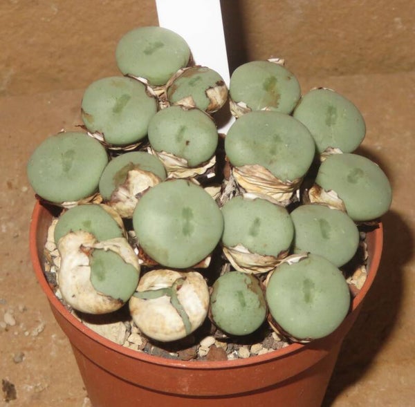 Conophytum wettsteinii Kubusberge