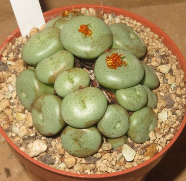 Conophytum flavum Swartkopf Mine H18