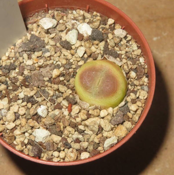 Conophytum ratum ex Horn