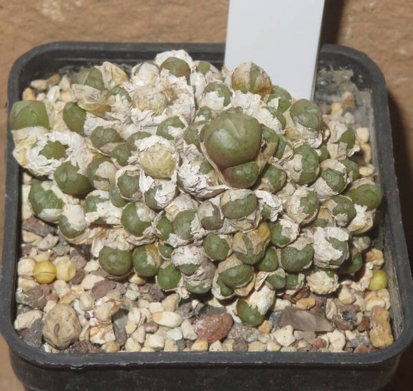 Conophytum saxetanum Rietfontein