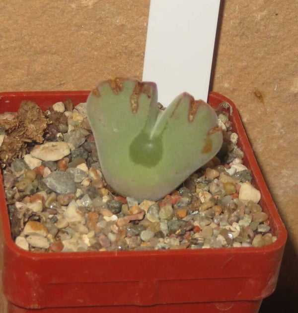 Conophytum Regale Ratelskloof SB793