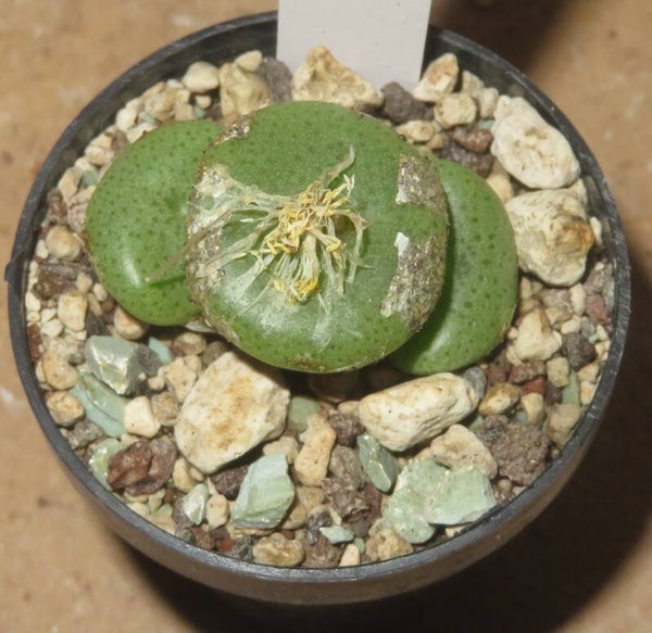 Conophytum ricardianum ssp. ricardianum White Flower