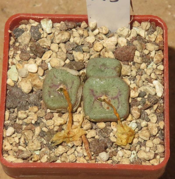 Conophytum cubicum Pavelka