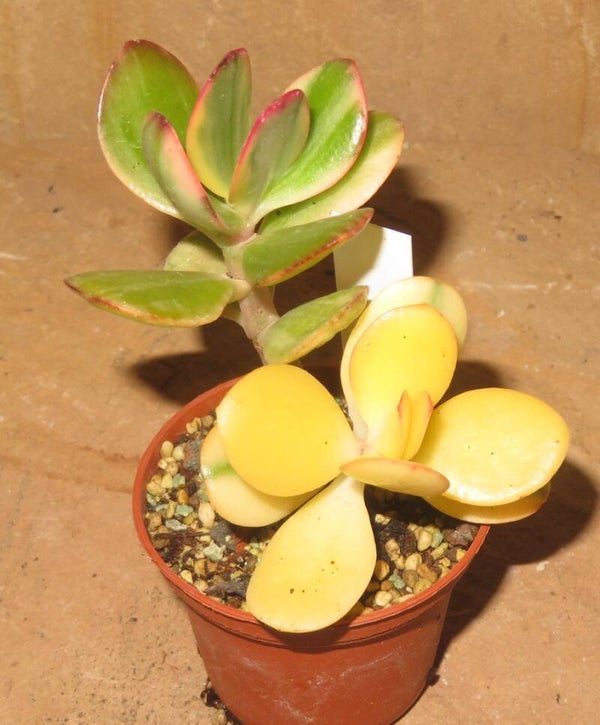 Crassula argentea cv Maruba NISHIKI variegata