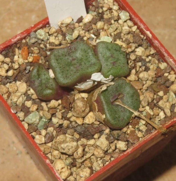 Conophytum cubicum Pavelka -Sämling