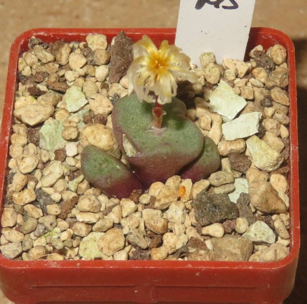Conophytum cubicum Pavelka - Sämling