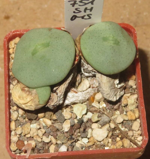 Conophytum wettsteinii Kubusberge